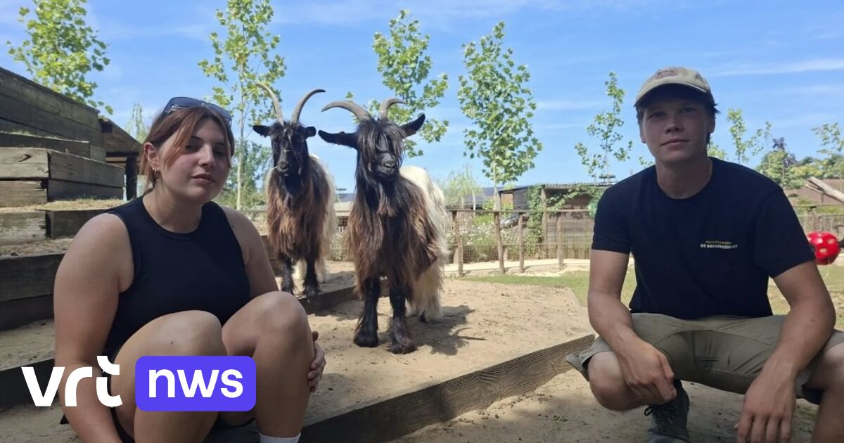 Geitje sterft op kinderboerderij De Bollekeshoef in Heist-op-den-Berg nadat bezoekers het hortensia'