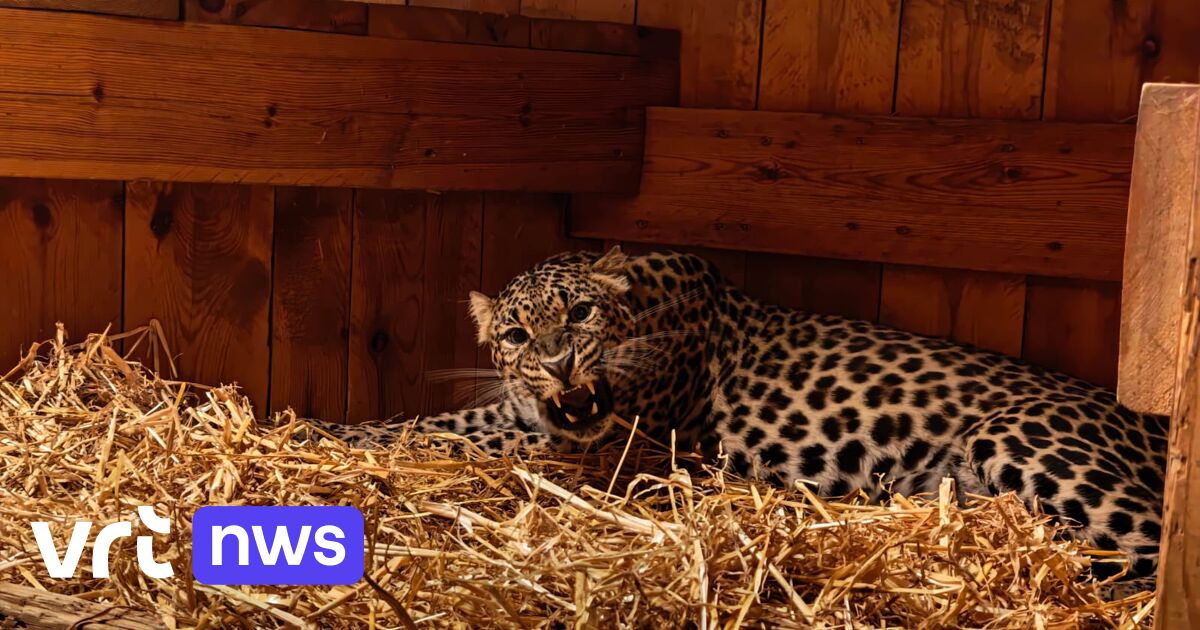 Luipaard Zuri gered uit verlaten Franse dierentuin en veilig aangekomen in Oudsbergen
