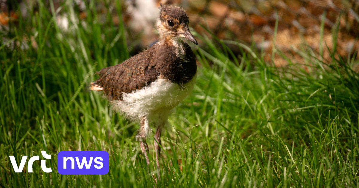 ZOO Planckendael laat twintigtal jonge kieviten vrij in natuurreservaat De Zegge in Geel