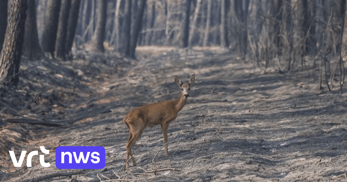 Bosbranden in Europa hebben grote impact op dieren: 