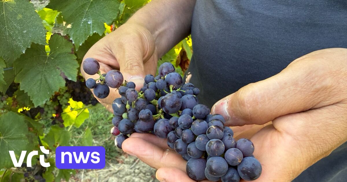 Les viticulteurs du Westhoek peuvent vendanger plus tôt en raison de la chaleur
