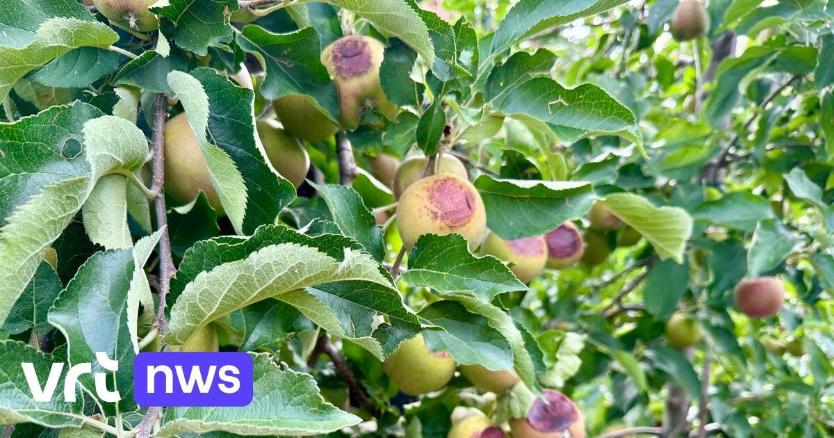 Hitze- und Sonnenbrandschäden auf Äpfeln und Birnen im Hespengau nicht so schlimm wie befürchtet