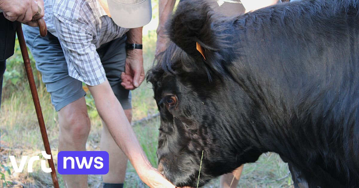 Schotse gallowayrunderen grazen op Heiberg, vrijwilligers houden de wacht als 'cowrangers'