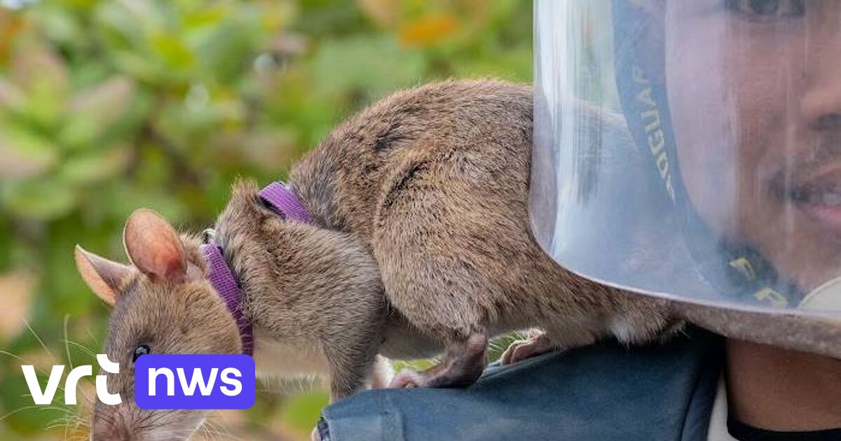 Landmine detection & earthquake recovery: Belgian ‘hero rats’ save lives around the world | VRT NWS: news
