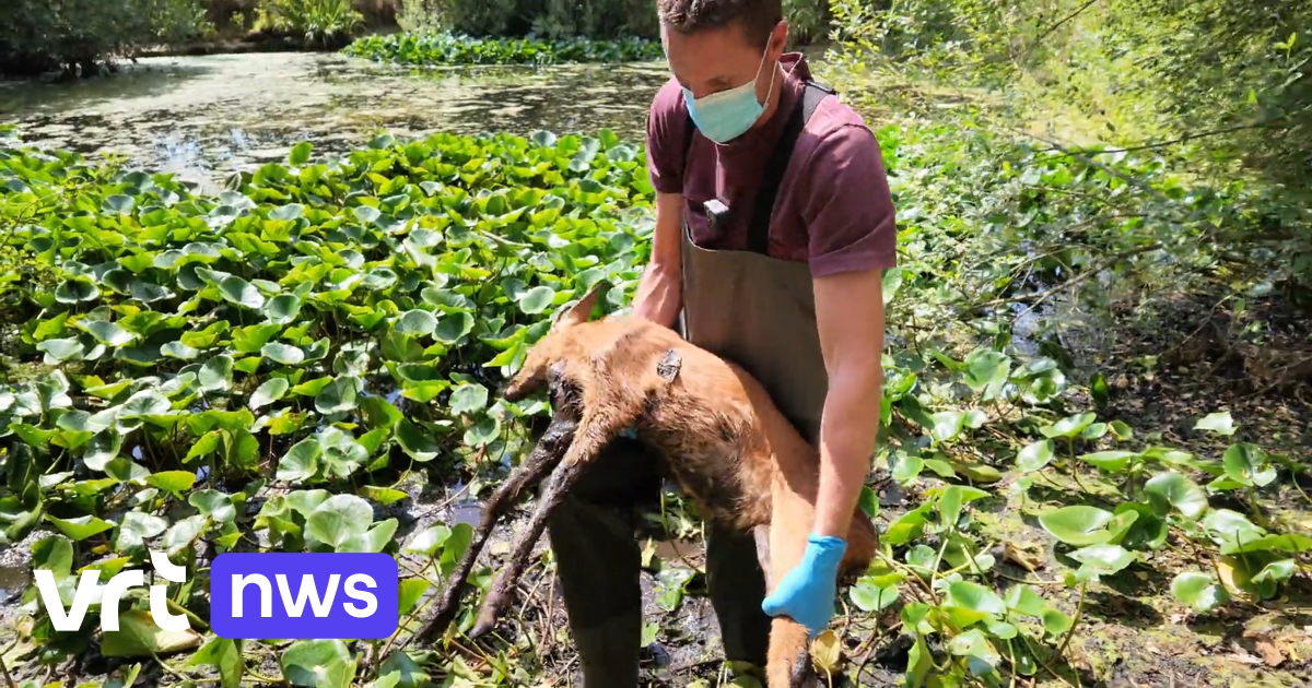 Ree sterft na reddingsactie uit opgedroogde vijver in Diest: 