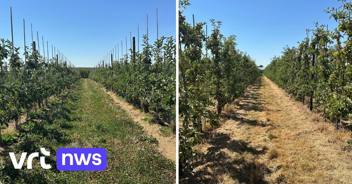 Clover and herbs keep fruit orchards up to 20 degrees cooler than grass: 'A completely different microclimate'