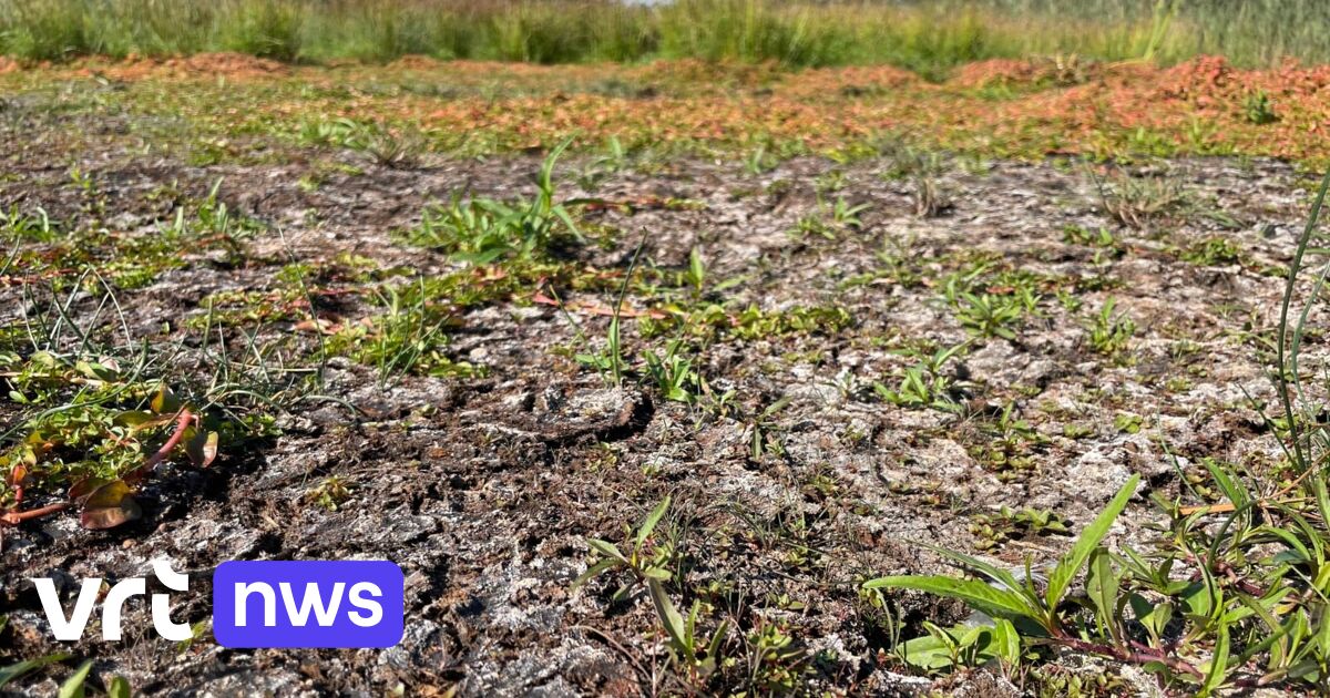 Veengebied natuurreservaat De Zegge in Geel valt droog: groter risico op brand en overstromingen