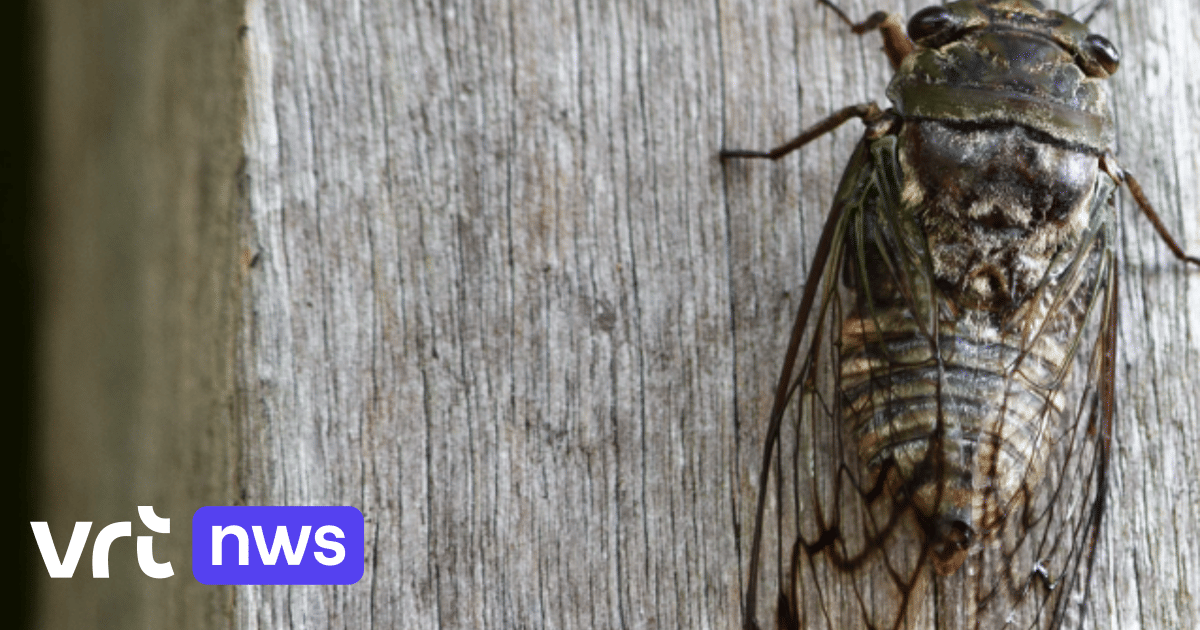 Kobe hoort een raar insect in Landen