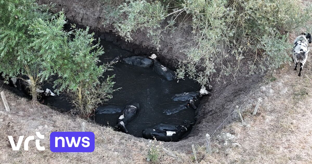 Dronepiloot Sam (35) ontdekt 13 koeien in waterput: brandweer kan ze een voor een redden