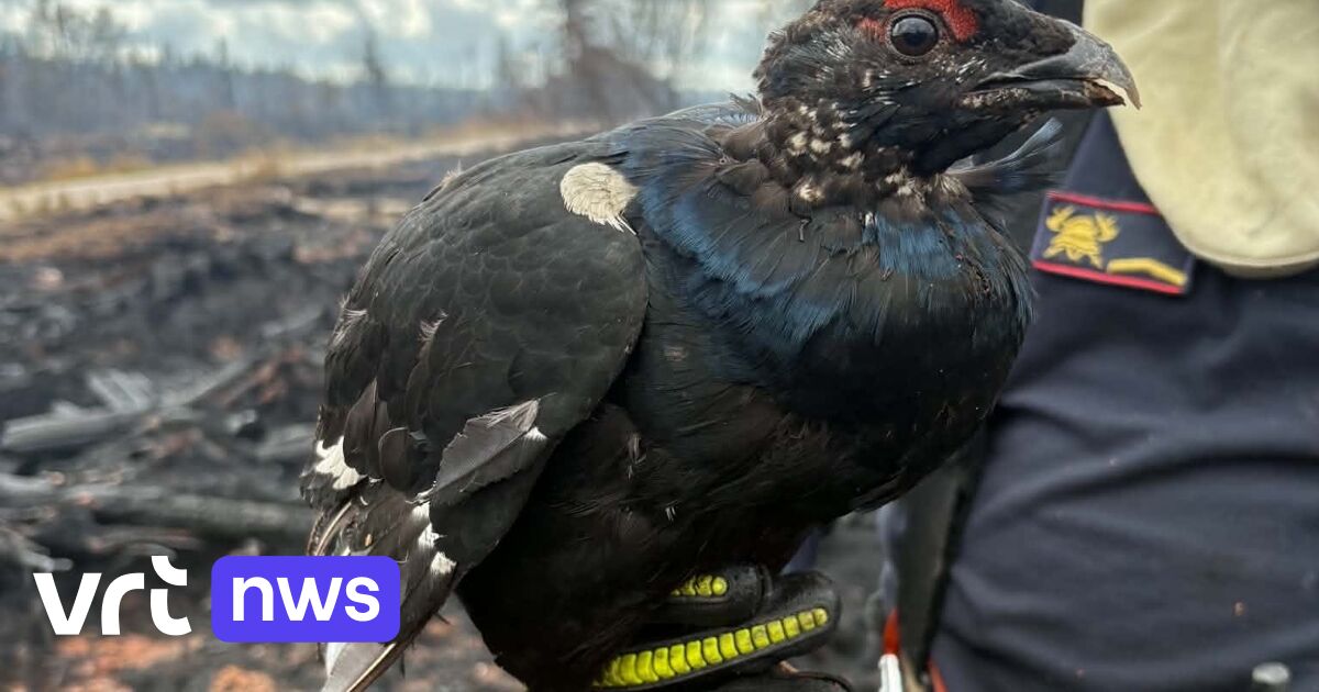 Brandweer redt zeldzame korhoen na veenbrand, weinig hoop dat populatie in Hoge Venen overleeft
