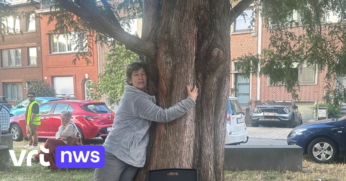 Ook Deurne-Noord in de ban van nieuwe kap van 111 bomen: 