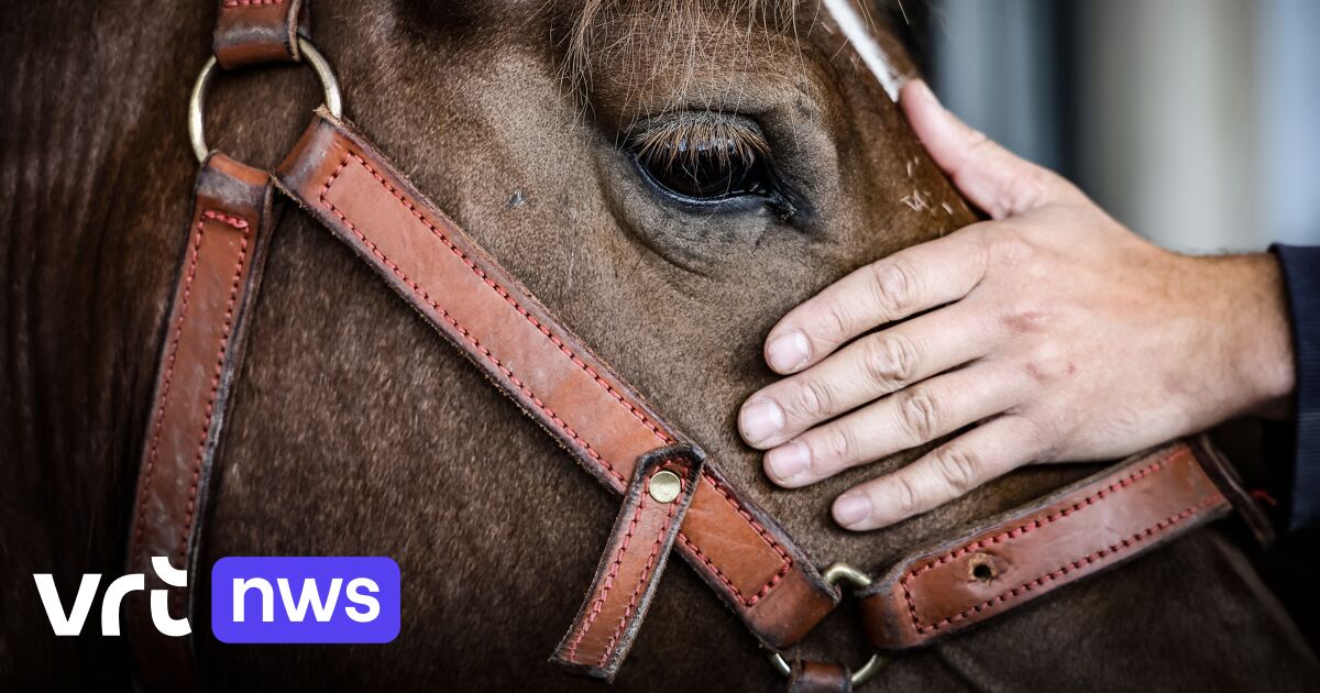 Artsen en ziekenhuizen in regio Mechelen-Willebroek verwittigd nu dieren besmet zijn met westnijlvir