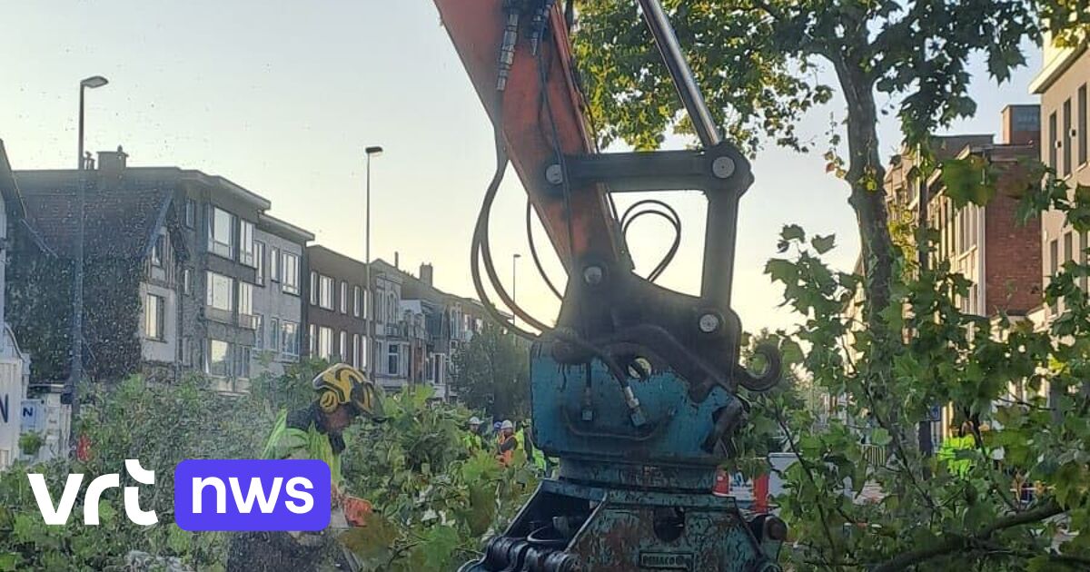 Laatste bomen geveld bij omstreden kap in Deurne en Borgerhout, buurt verontwaardigd over grote poli