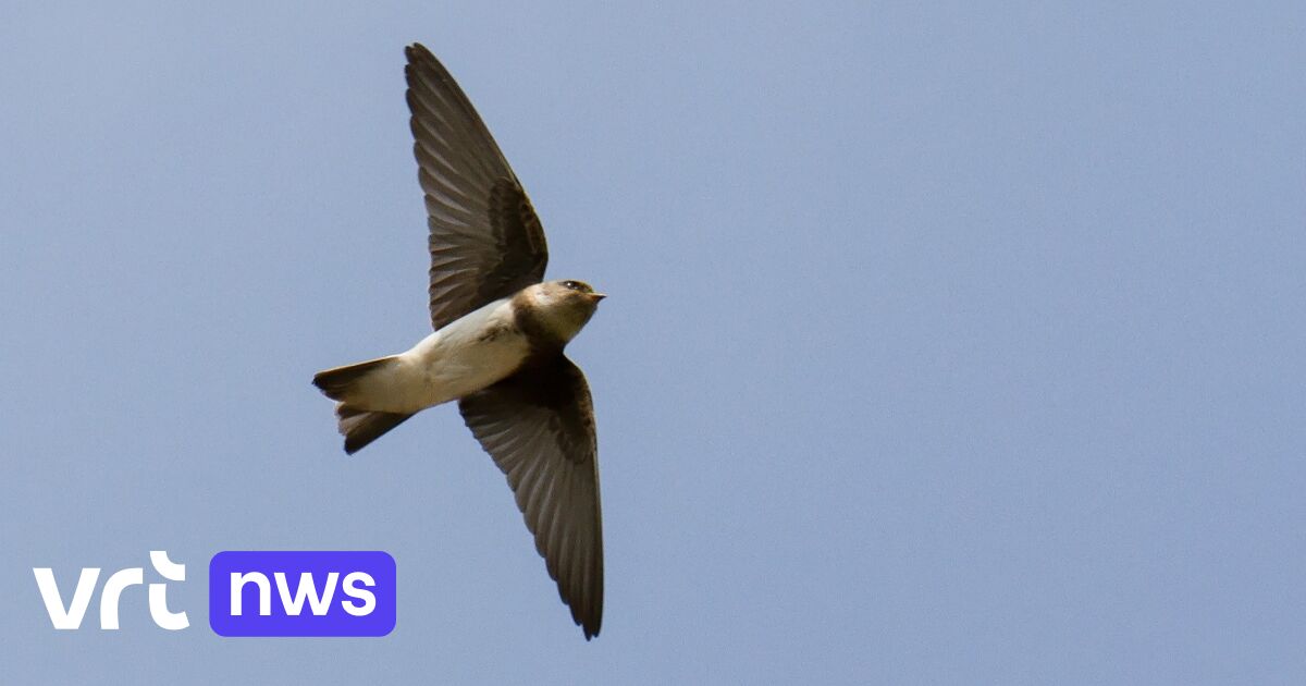Athletes in national park Bosland invest in breeding site for vulnerable sand martin in Lommelse Sahara