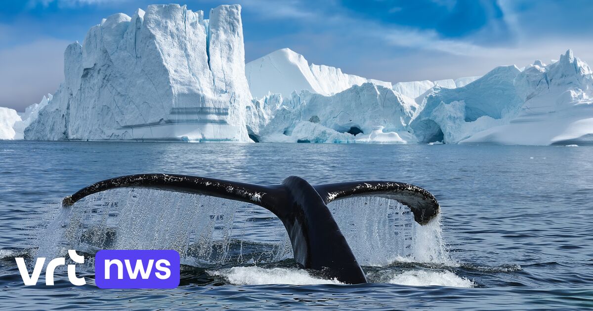 Whales hold massive feasts off the east coast of Greenland: what's going on?