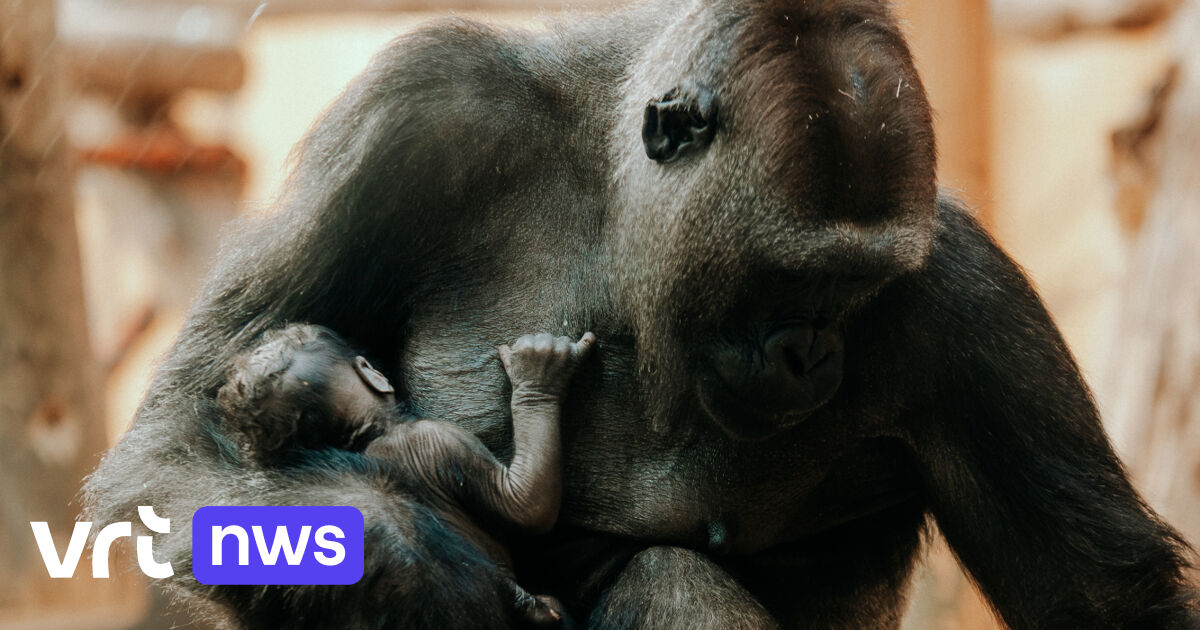 Gorilla baby born in Antwerp zoo: hope for a critically endangered species