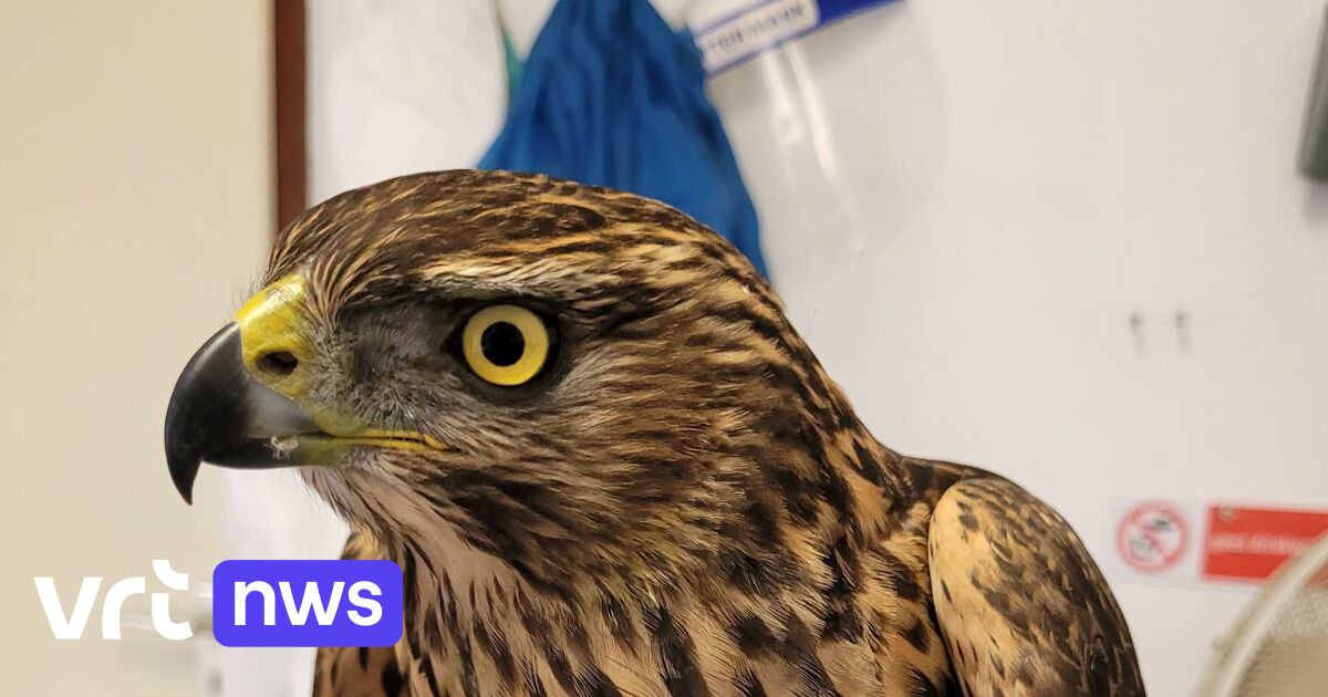 Vogelopvangcentrum Neteland onderzoekt of zieke dieren besmet zijn met westnijlvirus: 