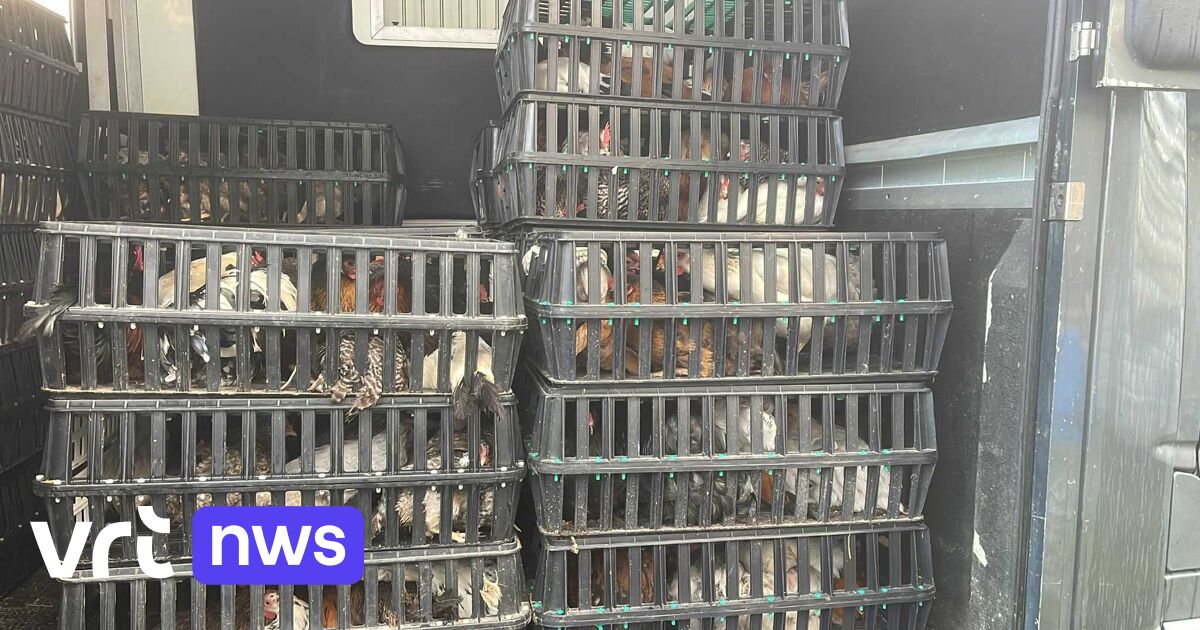 589 dieren in beslag genomen in Wetteren: dierenorganisaties uit Vlaams-Brabant en Limburg zoeken dr