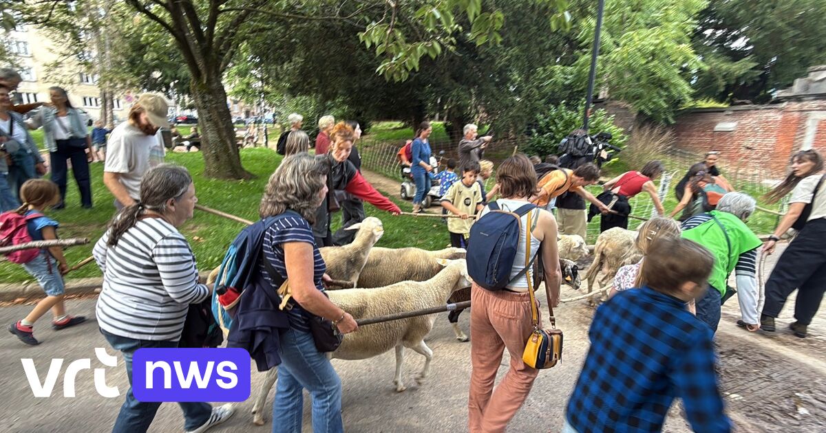 Menselijke ketting begeleidt schapen naar begraafplaats in Elsene: "Groen onderhouden zonder de rust te verstoren"
