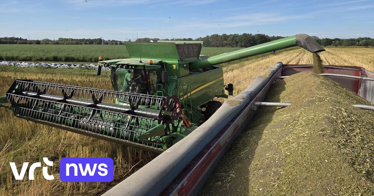 Limburg farmer expands quinoa cultivation to 30 hectares: 'Climate resilient plant'