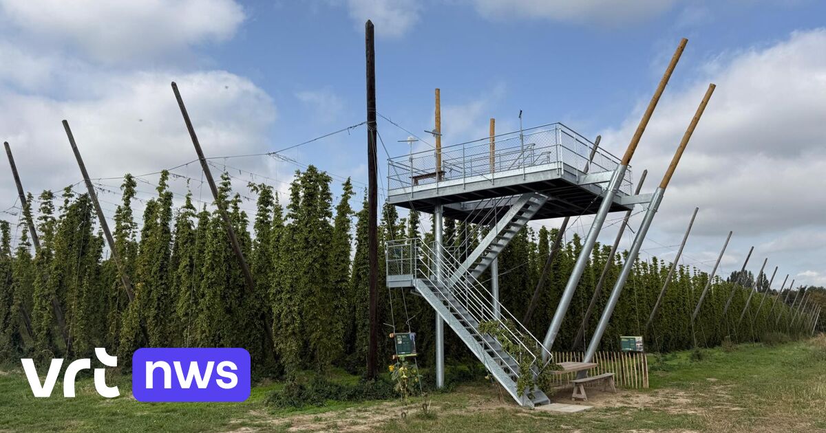 Une nouvelle tour d'observation de 6 mètres de haut à Poperinge, au milieu des champs de houblon