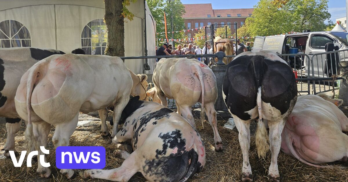 Dierenwelzijn meer dan ooit centraal tijdens traditionele veemarkt in Leuven: 