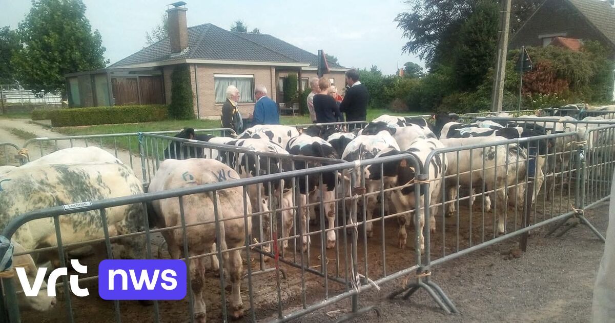 Geen traditionele verkoop van koeien tijdens jaarmarkt Lochristi: 