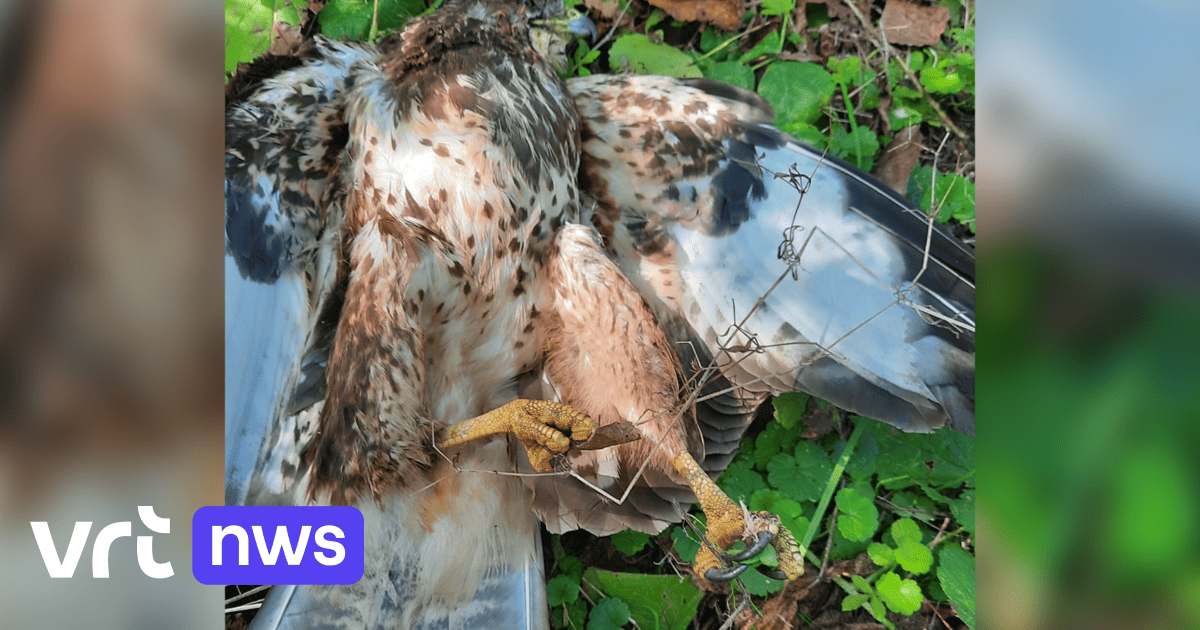 Is dode buizerd in Bornem vergiftigd? Natuurpunt en jagers wijzen naar elkaar