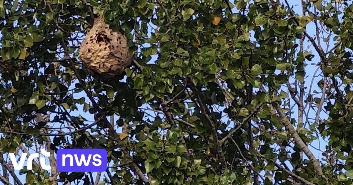 Oostende vraagt bewoners om nesten van Aziatische hoornaar te melden nu bomen kaal worden