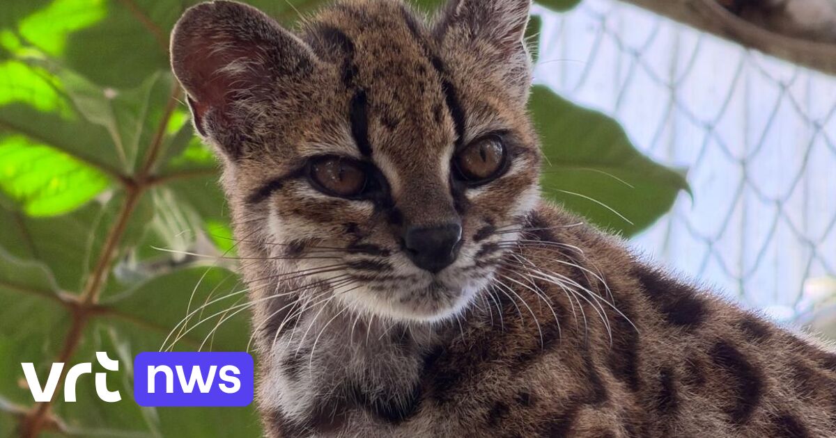 Voor het eerst in 100 jaar nieuwe kattensoort ontdekt: zeldzaam gevlekt dier is kleiner dan een huis