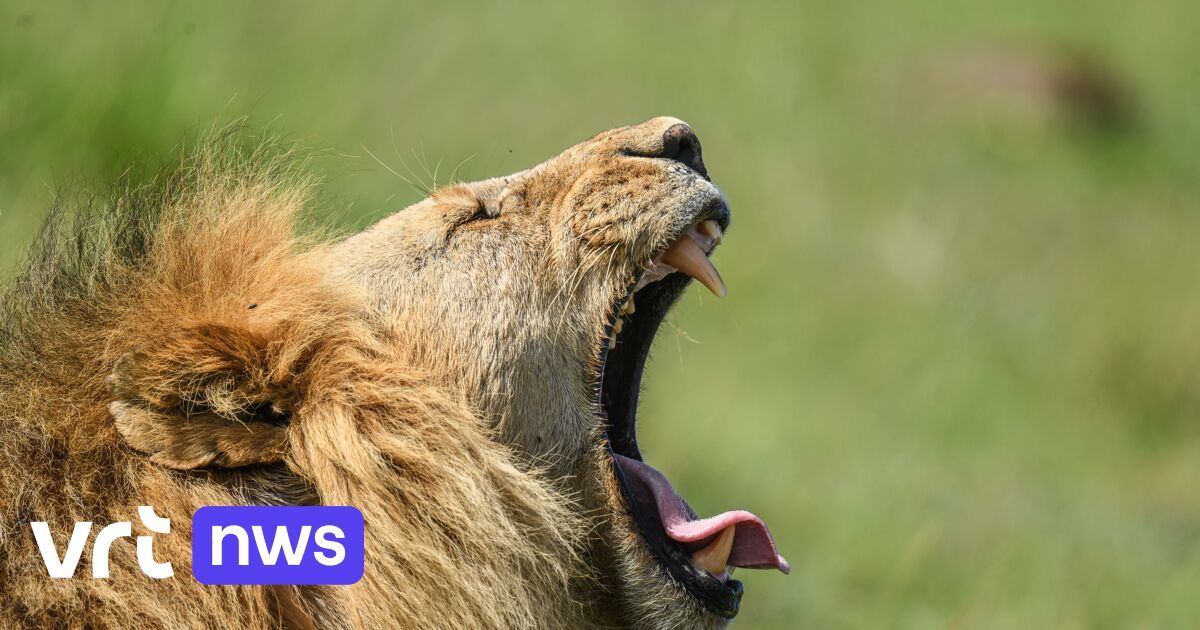 Tien leeuwen vermoedelijk vergiftigd in Ngorongoro-wildpark in Tanzania