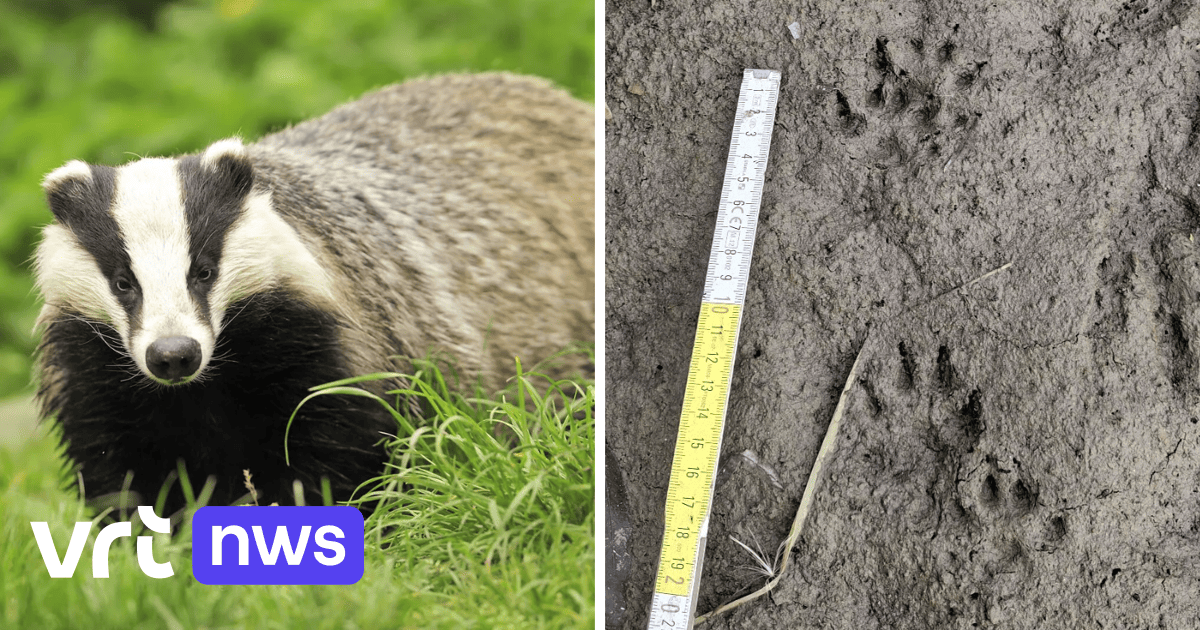 Terug van weggeweest: na 35 jaar opnieuw dassen waargenomen in Vlaamse Ardennen
