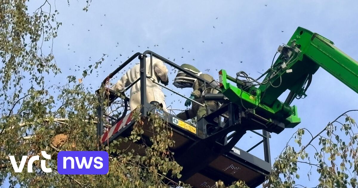 2.000 Aziatische hoornaars op speelplaats in Hasselt: 