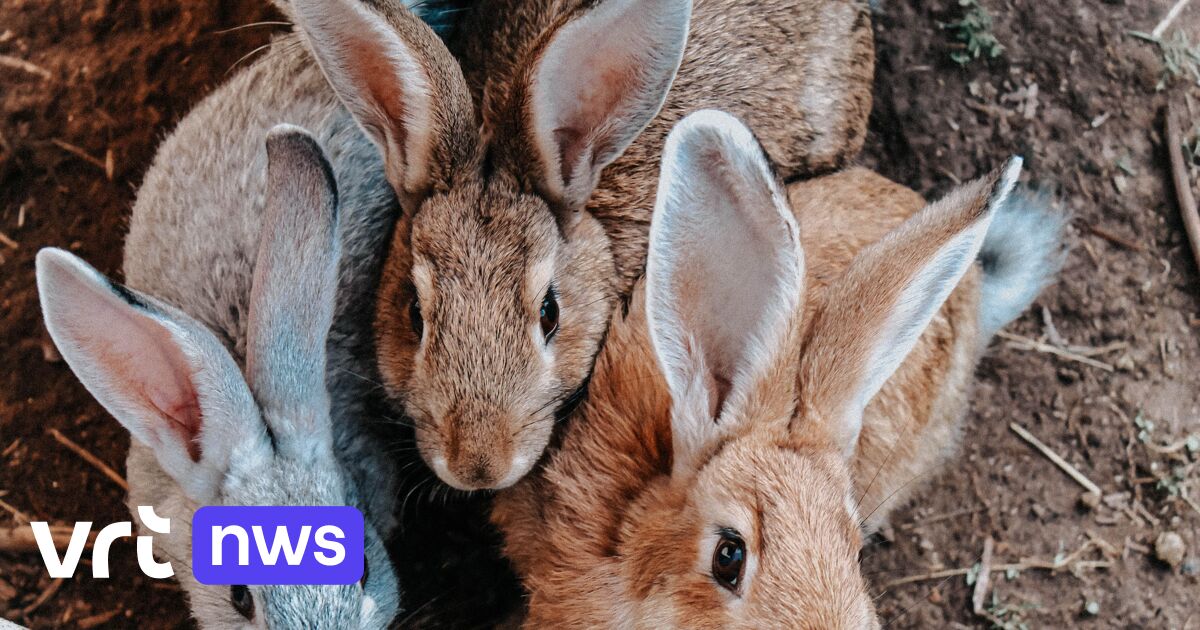 Een groep konijnen is een 'sprong': waarom verschillende dieren andere groepsnaam hebben