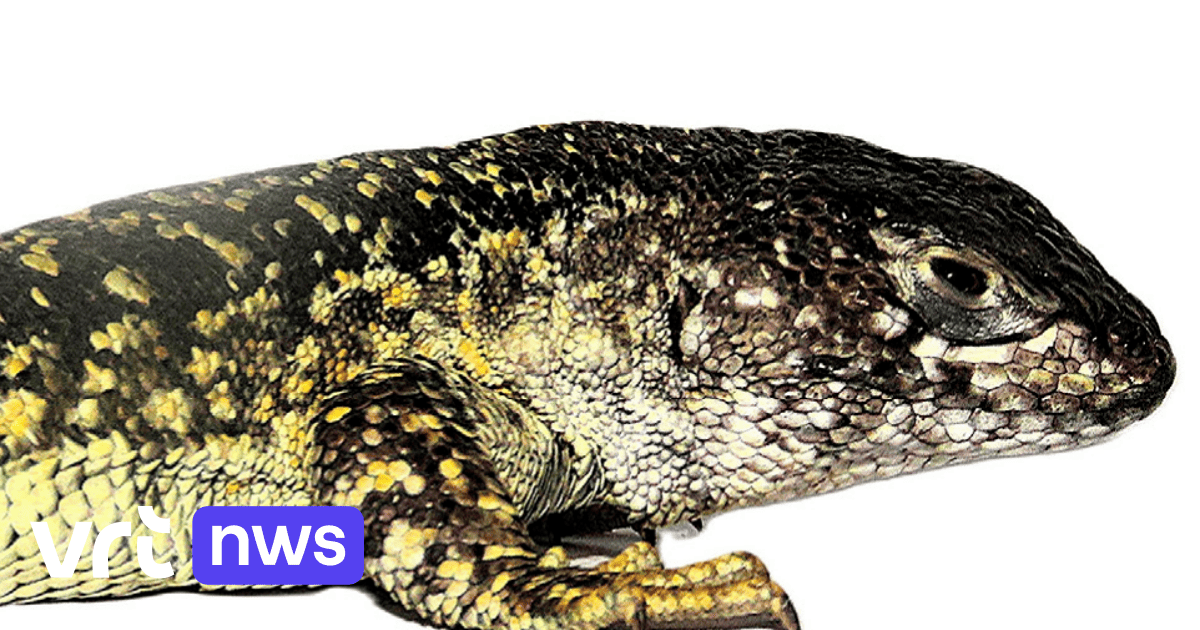 New lizard species discovered at extreme heights in the peruvian andes