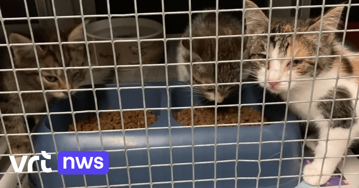 Dierenasiel Sint-Truiden vangt 42 zwerfkatten op boerderij in Wellen na klachten van overlast