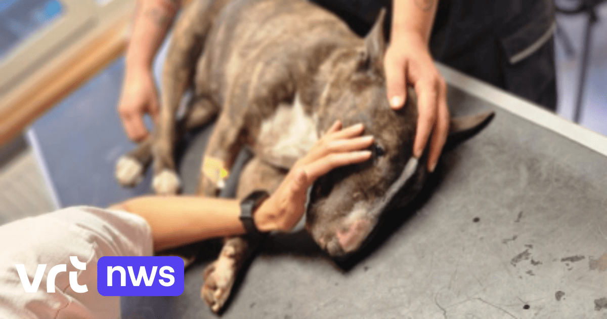 Onderzoek naar klachten over slechte behandeling van honden in dierenasiel van Vorst