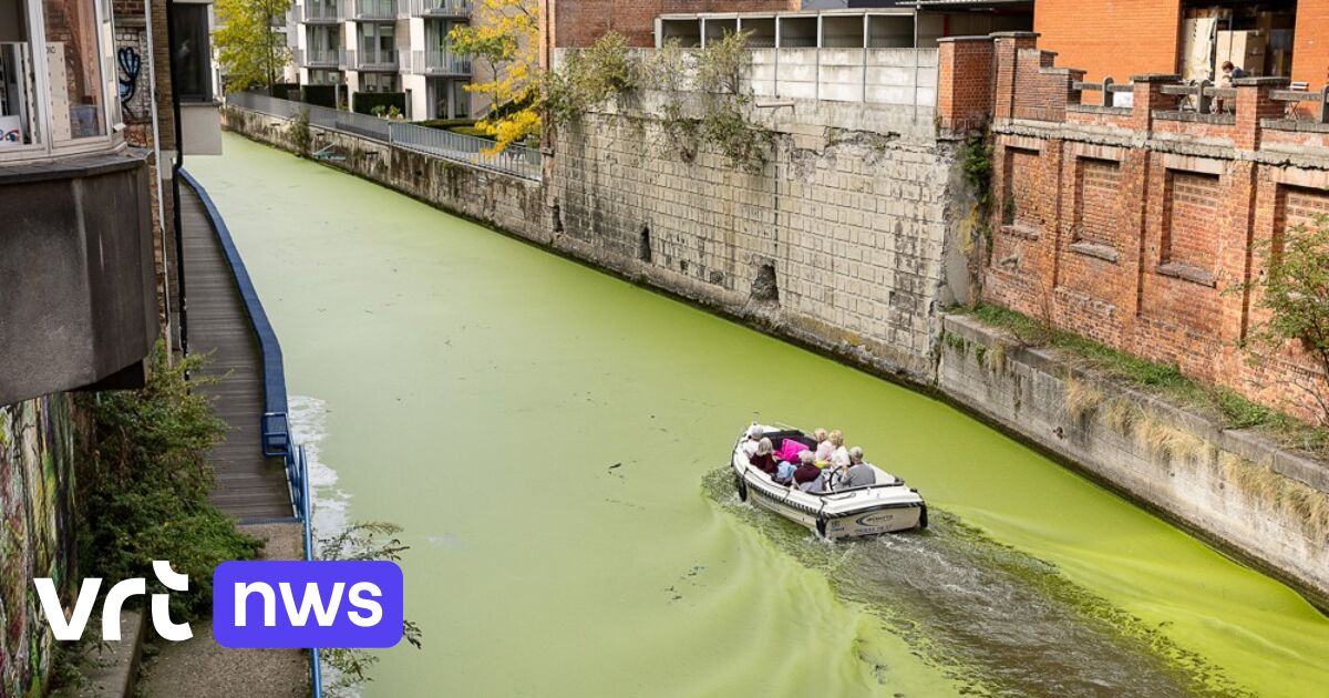 Duckweed in Ghent forces cancellation of long boat tours, VRT reports