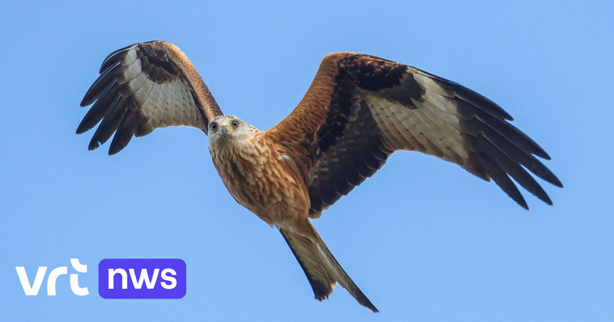 Vogelspotters in Neerpede hopen op zeldzame rode wouw tijdens najaarstrek: 