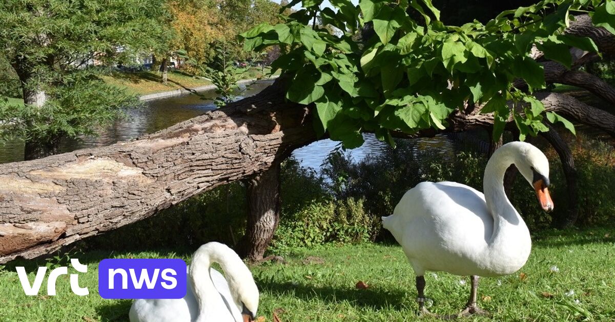 Eerste zwanen keren terug naar Stil Ende in Brugge: 