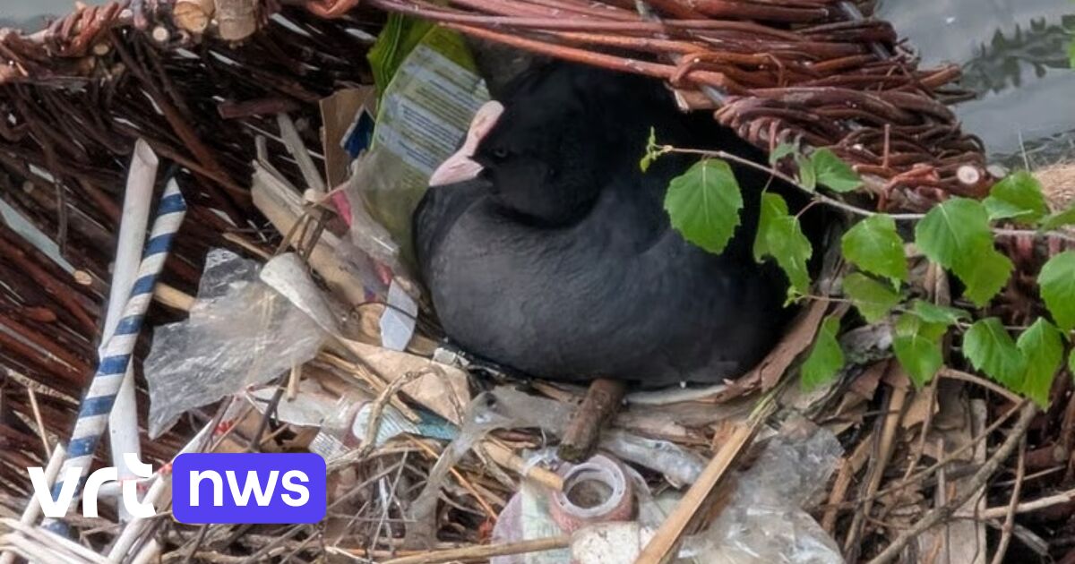 Ghent coot project wins European prize for cleaning waterways