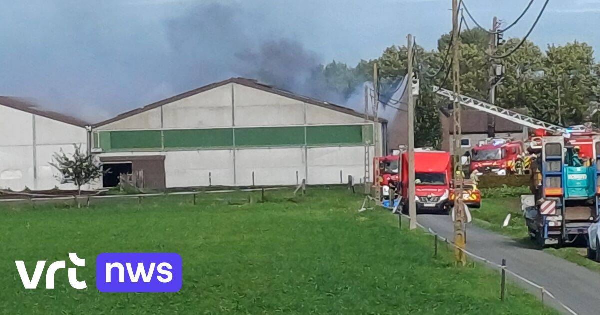 Brand in koeienstal in Zwevezele: dieren gered, rook zichtbaar vanaf E403
