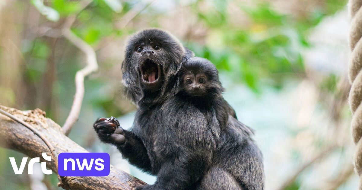 Waarom 14 zeldzame apen werden gestolen in Frankrijk: hoe werkt de zwarte markt van illegale dieren?