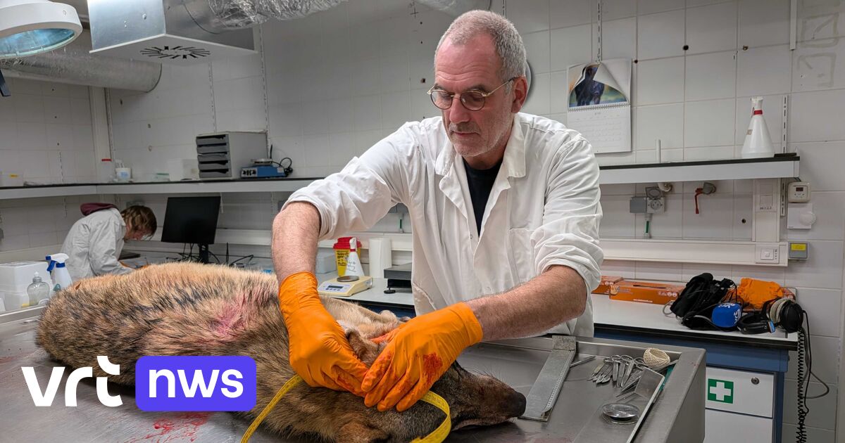 Image accompanying Mee in het autopsielabo: doodgereden wolf in Zoersel lijkt niet Ben, kenmerkende staartvlek ontbreekt, from VRT