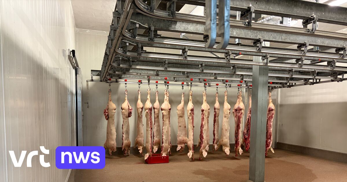 Foto bij: Nieuw slachthuis in Kortenaken voor kleinschalige landbouwbedrijven: "We mikken op de korte keten"
