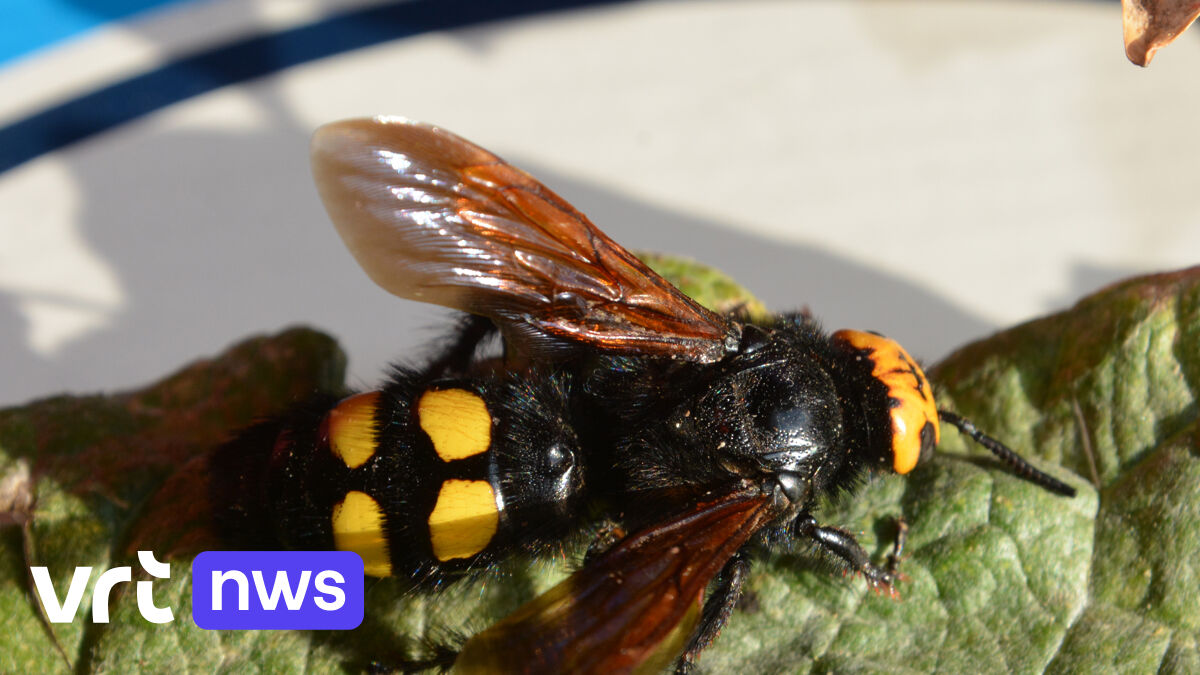 eshakda semiz kattalar