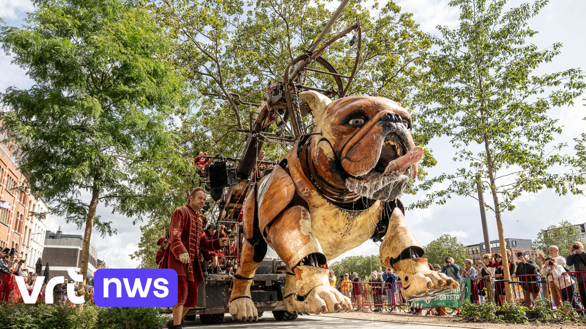 Giant dogs attract 760,000 spectators in Antwerp  VRT NWS: news