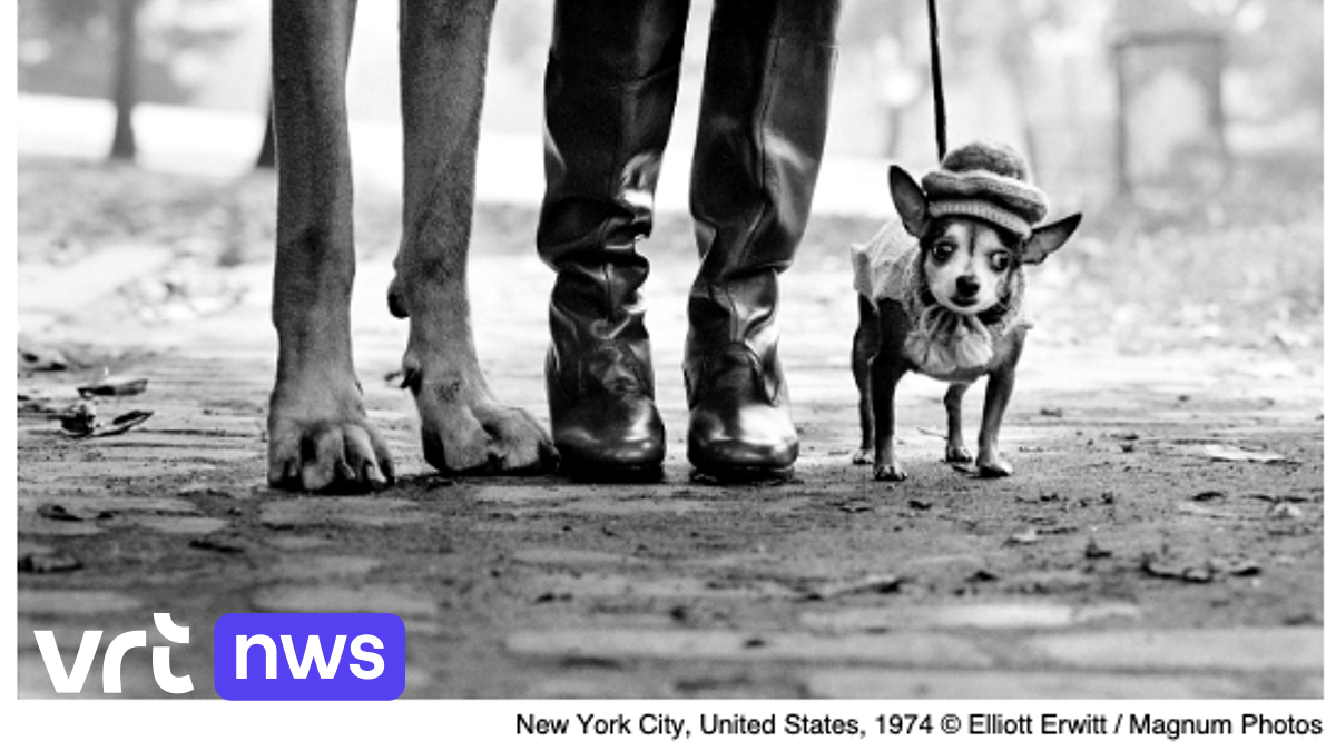 The Elliott Erwitt exhibition in Brussels will be open to dogs on