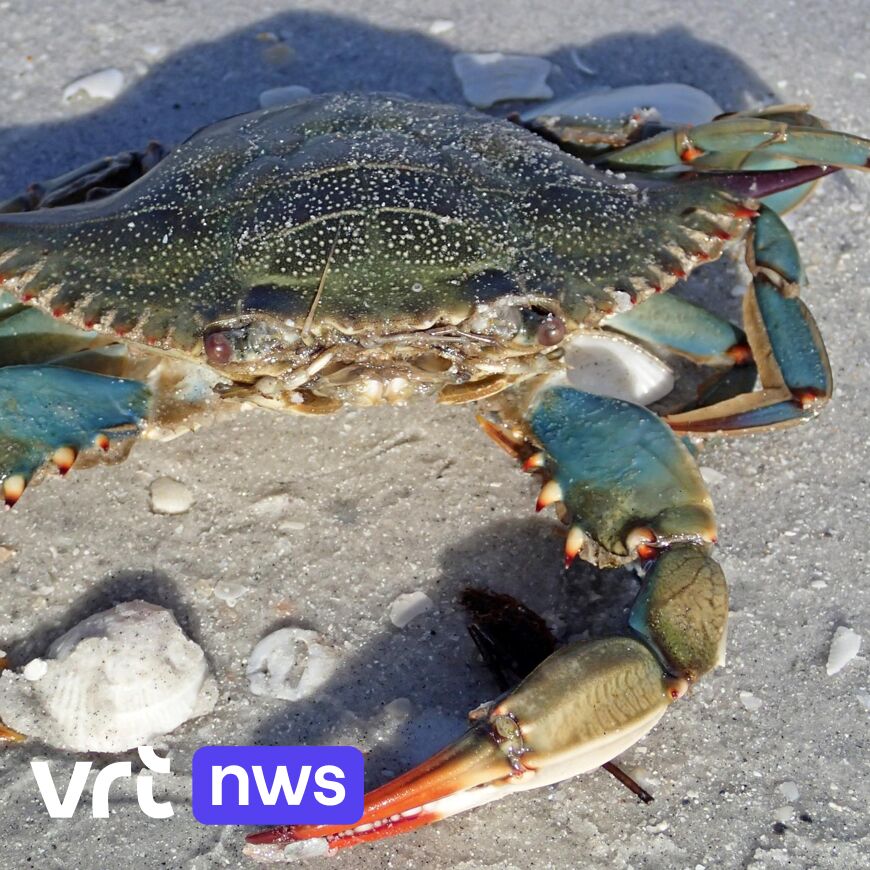 Blue Crab Github