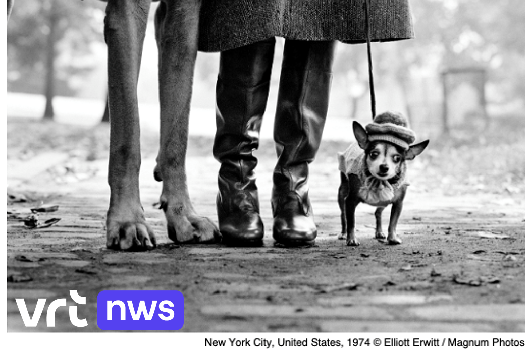 アート・デザイン・音楽 Elliott Erwitt To The Dogs アート・デザイン・音楽 Elliott Erwitt To The Dogs Elliott Erwitt